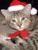 Kira-Cat, Weihnachtsmauzi 2